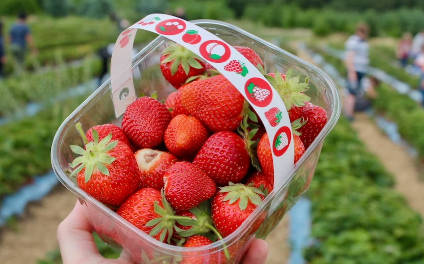 manfaat strawberry untuk kesehatan 2