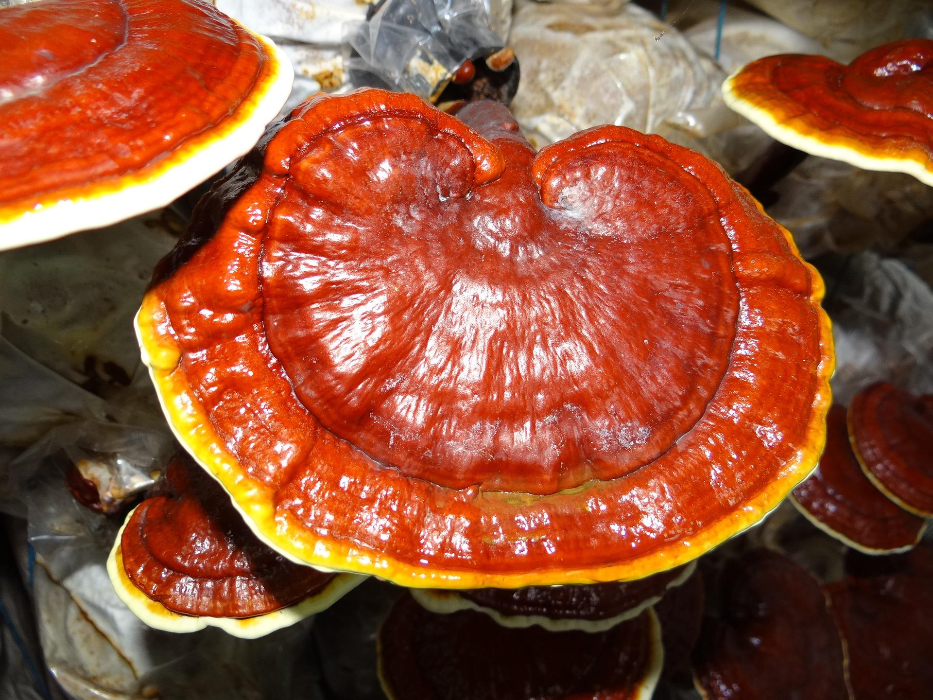 Pelajari tentang 10 Manfaat dan Bahaya Jamur Lingzhi [Ganoderma] Untuk Kesehatan