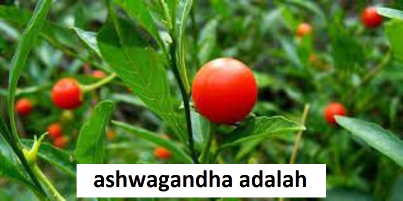 ashwagandha adalah