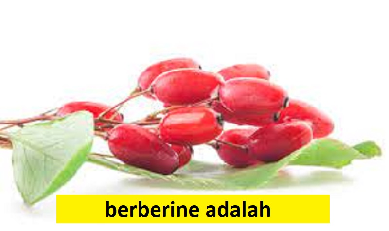 berberine adalah